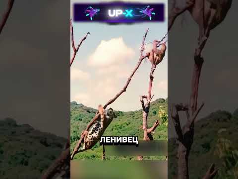 Голодный хищник?!😱
