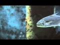 Fish Adaptations and Survival Strategies