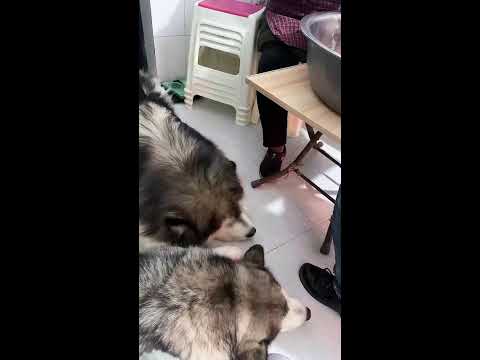 🐶🐶🐶想知道養阿拉斯加犬是什麼樣的體驗？来看我們家洛洛直播吧🥰