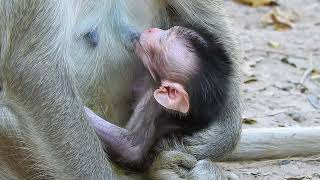 Playful Baby Discovering Temple Treasures #babyanimals