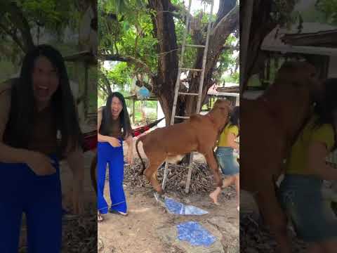 นอสสั่งได้ดังใจ #funny #cattleworld #comedy #bullfarm #animals #cattledisease #fun #cow #farming