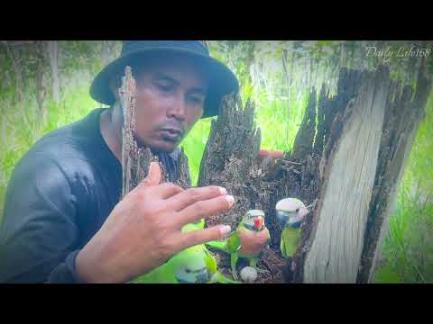 Amazing video of parrots nest in a stump tree. #wildlife #nature #animals #cutebirds #nest