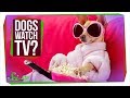 Understanding Dogs and TV