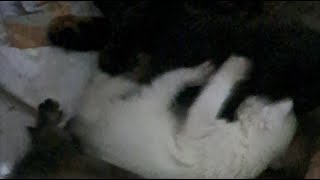 KUCING NYUSU