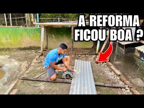 Fazendo Ninho para Cisne Negro | Encontrei um Frango encorujado | Aves Recriar