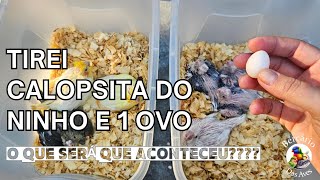 Tirei Os Filhotes De Calopsitas Do Ninho e Um Ovo