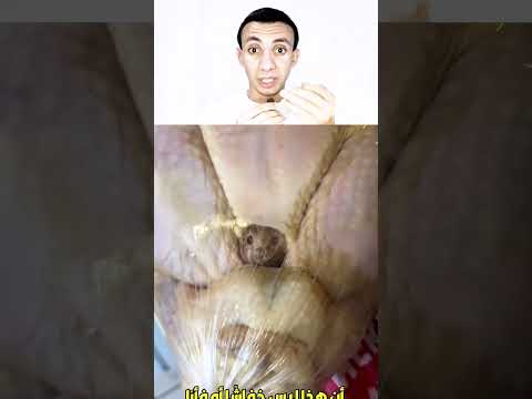 بعد أن اشترت دجاجة وجدت فأر داخلها