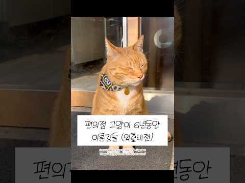 편의점 고양이 ￼업적(외출버젼)