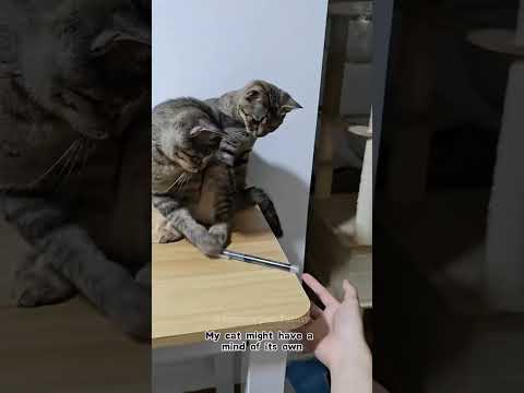 Gato desobediente 🤭😺 #cat #petlover #pet #funnyvideos #funny #kitten