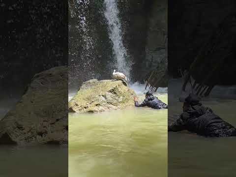 Catch a chicken in the river waterfall #nature #shortvideo