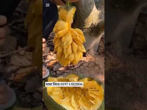 বারোমাসি আঠা বিহীন গামলেস কাঁঠাল