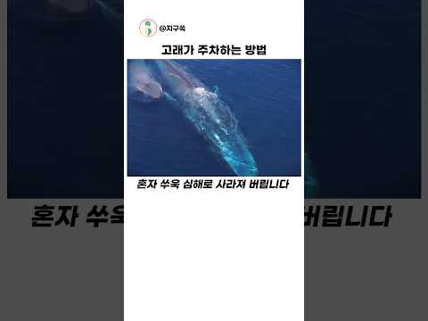 고래가 새끼를 맡기는곳 #해양동물