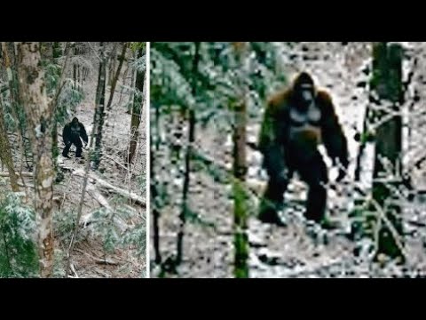 LOOK AT THIS!! JAW DROPPING CRYPTID FOOTAGE YOU NEVER SAW BEFORE CAPTURED ON CAMERA!!