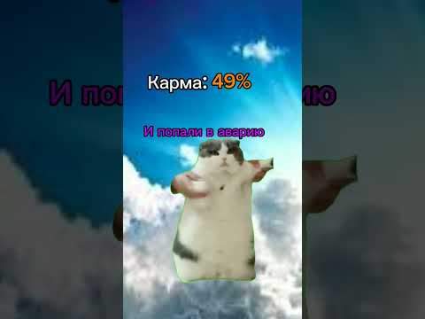 Рай или ад? #котики #милота #хочуврек #tiktok #shorts