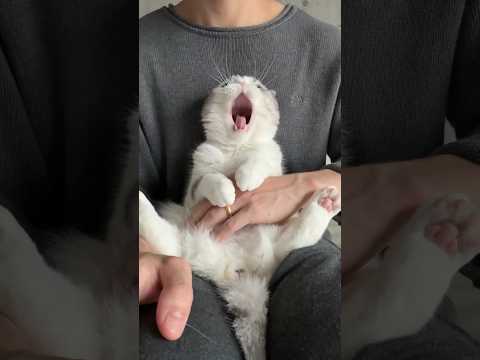 🥱 #cat