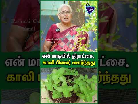 என் மாடியில் திராட்சை, காலி பிளவர் வளர்ந்தது - Shanthi Balasubramanian | Home gardening Tour