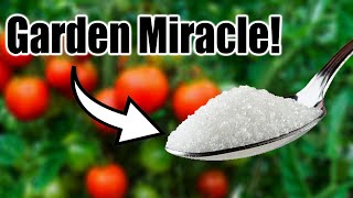 4 Secret Ingredients Your Tomatoes & Peppers Are Begging For!
