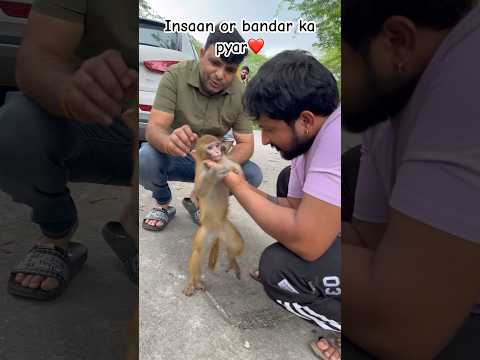 Insaan or bandar ka pyar kya apne phle dekha ha #monkey #animals #youtubeshorts #memes #funny #love