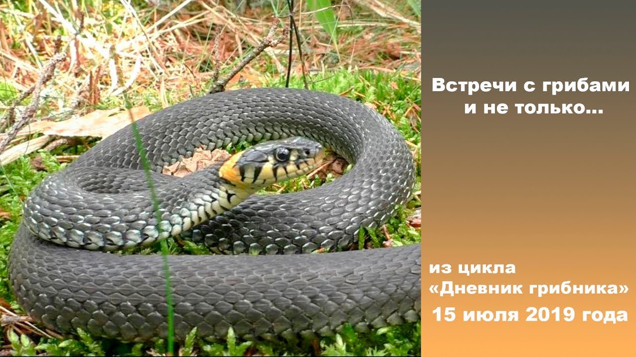 Встречи с грибами и не только. 15 июля 2019 г