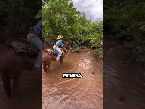 Ni la capibara se escapó