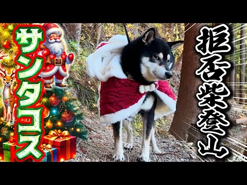 サンタコスして登山に挑むが拒否が止まらない柴犬