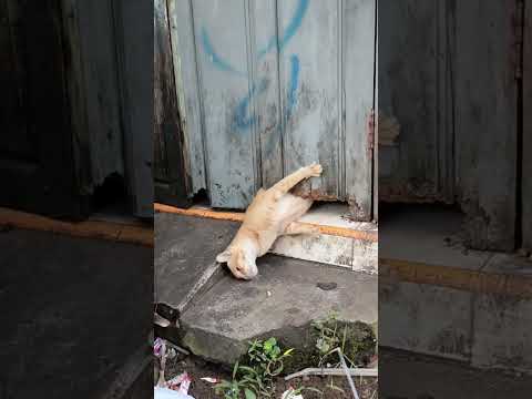 Terkurung menahan lapar, kucing hamil ini berusaha keras untuk keluar #shortcat