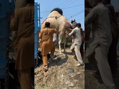 Finally going the camel on its last journey | #shortvideo #camel #camellover #viral #akfunn