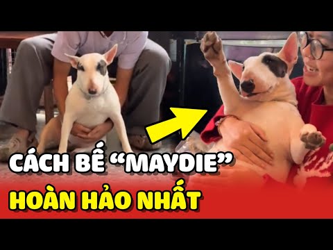 Hướng dẫn cách bế chú chó Maydie sao cho hoàn hảo nhất 😂