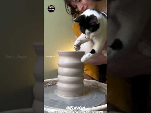 Intelligent Cat Surprising his Owner😊 #factsulagam #shorts