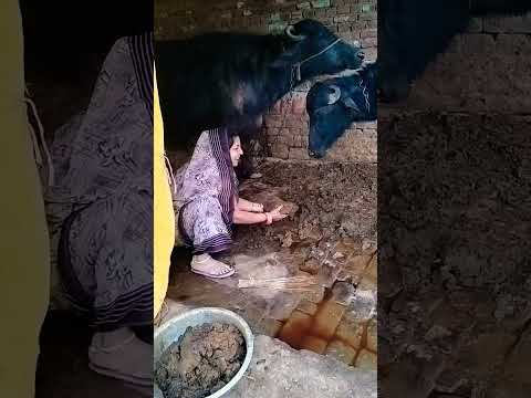 धीरे धीरे नाच नाच शोर्ट वायरल फनी कॉमेडी वीडियो