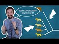 Understanding Phylogenetic Trees