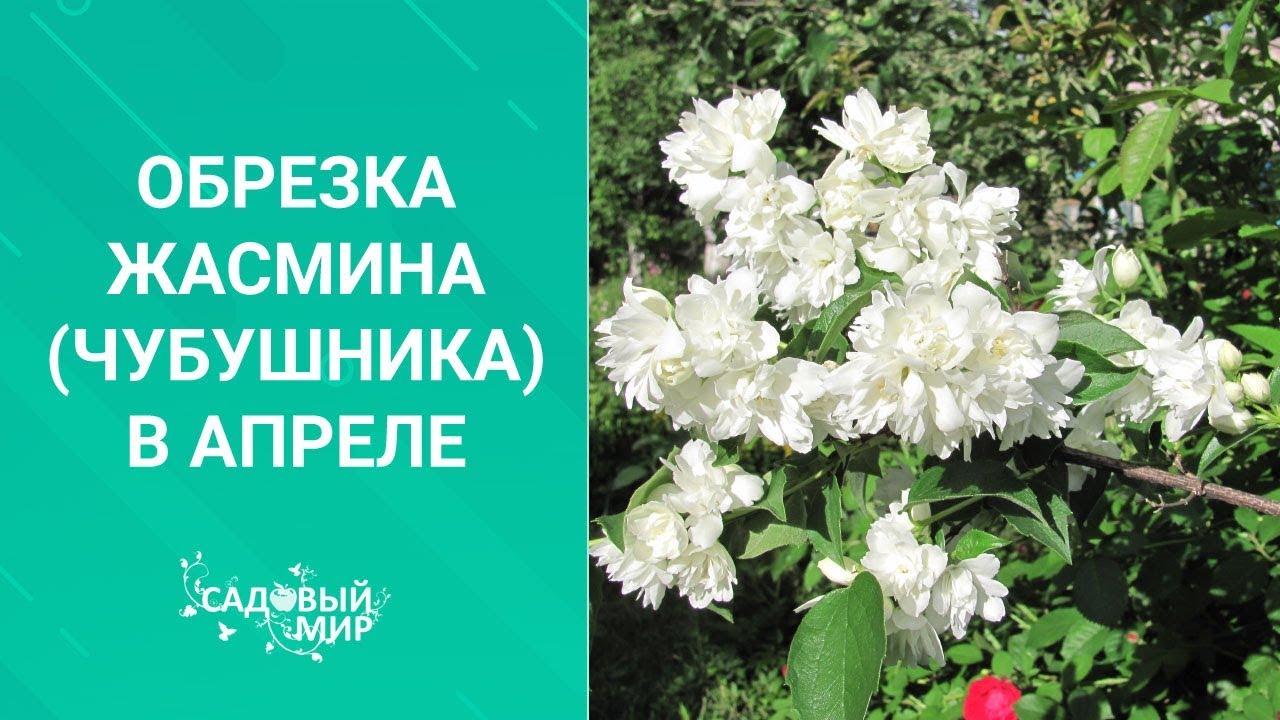 Обрезка жасмина (чубушника) в апреле