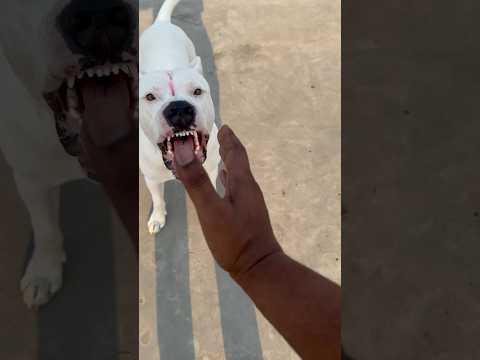 Dogo Argentino👺 😱bite owner 😱#dogs #doglover #pets #ytshorts #renjo #shorts
