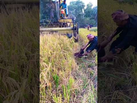 Dangerous harvesting mounted front machine on man 😂 #trending #short