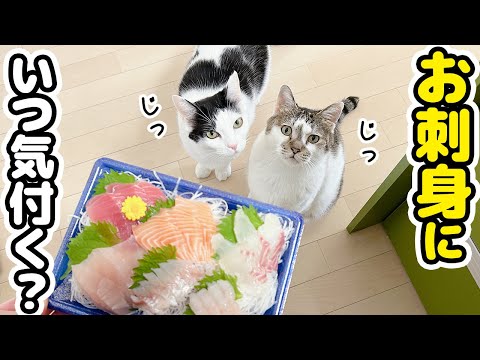 いつお刺身に気付くかドキドキ検証！まさかのタイミングで勘づく猫達がかわいすぎた【お刺身チャレンジ】