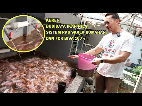 KEREN, BUDIDAYA IKAN NILA SISTEM RAS SKALA RUMAHAN DAN FCR BISA 100%