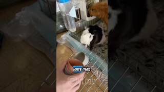 Angry Guinea Pig LOSES It! 🐹☕💥