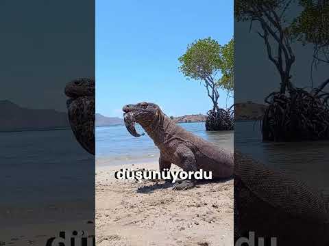 Komodo Ejderinin Ölümcül Sırrı: Zehirli Isırık! 🐉☠️