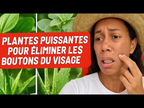 3 Plantes Puissantes pour Éliminer les Boutons du Visage !