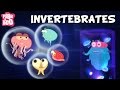 Invertebrate Classification and Characteristics