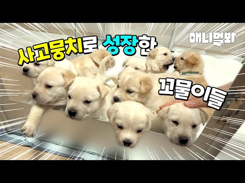 리트리버 꼬물이들 이렇게 컸습니다(캐나다 입양을 앞두고..)ㅣRetriever Babies Are Grown So Much...