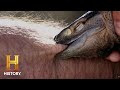 Baited Lizard and Its Effects