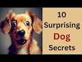 Uncommon and Surprising Facts About Dogs