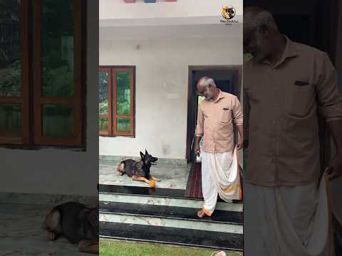 ഉണ്ണിയേട്ടൻ ഫസ്റ്റ് 😂|LeoLaika|Chottuz #adorabledog #pets #chottu #doglover #dogfunny