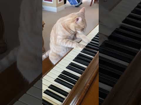 Cat Plays Piano! ๐น #cats #piano