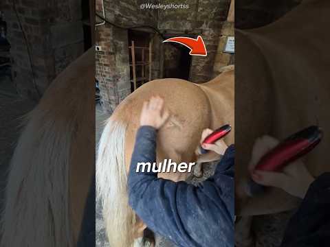 Ela homenageou seu cavalo 🥰 (@prestigeequine TT) #shorts