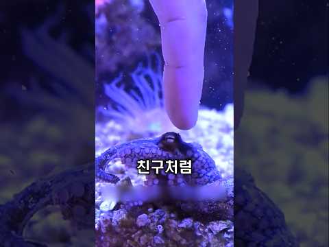 작은 문어, 조개에 갇혀 있었습니다