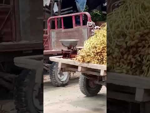 Raw Fruit Of Dates Are Loading On The Coach In Jabran Mandi.