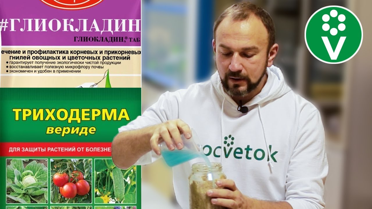 Оживите триходерму! Простой способ получить в 10 раз больше пользы от биопрепарата