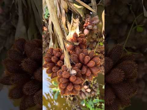 Zonk salak ini tidak ada isi nya sama sekali #salak #salakhutan #snakefruit